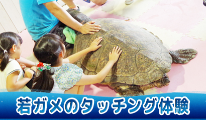 ウミガメとの貴重なふれあい体験♪（6/28開催※無料、予約不要）