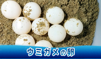 トピックス水槽にて「ウミガメの卵」を展示中♪（9月上旬ごろまで）