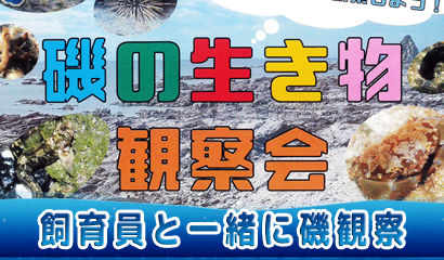 飼育員と一緒に磯の生き物を観察しよう！（9/26開催※要予約）