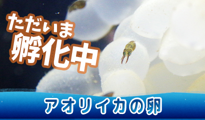 トピックス水槽にて「アオリイカの卵」を展示中♪（孵化がおわる6月中旬ごろまで）