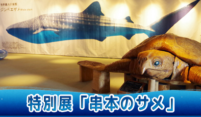 サメの生態や構造、人間との関わりなどを見て・触って・比べて楽しめる特別展♪（～3/31）