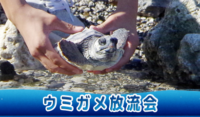 当館で繁殖し成長した１才のウミガメの放流会を催します。抽選券を当日配布♪（9/27開催※予約不要）