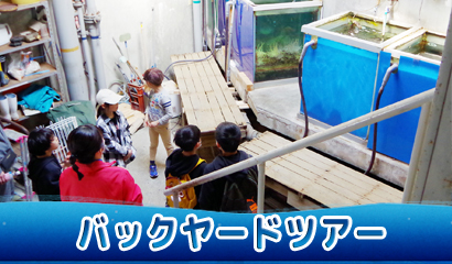 飼育員が水族館の裏側をご案内する約30分のミニツアー♪（土・日・祝日の11時と14時）