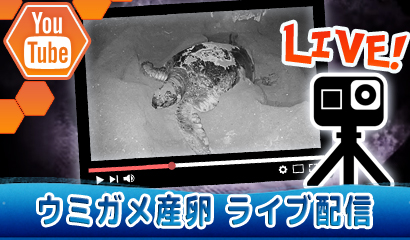 ウミガメが産卵しそうな夜にその様子をYoutubeライブ配信♪