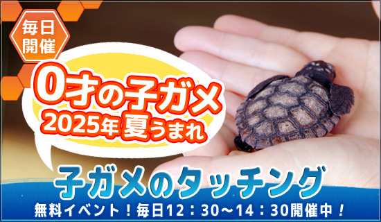 2025年の夏うまれの０才の子ガメとふれあっていただけます♪♪