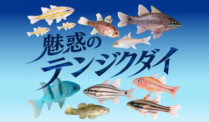 トピックス水槽にて「魅惑のテンジクダイ」を展示♪（6月27日～7月末ごろ迄）