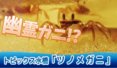 ハロウィン期間限定でトピックス水槽「ツノメガニ」展示中♪（10月末まで）