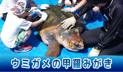 ウミガメとの貴重なふれあい体験♪（4/19開催※無料、予約不要）