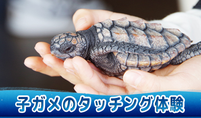 2025年の夏うまれの０才の子ガメとふれあっていただけます♪（無料、毎日12：30～14：30）