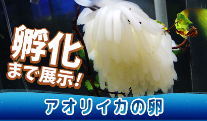 トピックス水槽にて「アオリイカの卵」を展示中♪