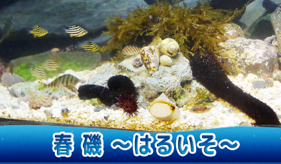 トピックス水槽にて展示中！春磯の生き物をご紹介♪（4/20～期間未定）