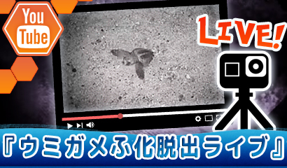 人工産卵場でのウミガメふ化・脱出の様子をYoutubeライブ配信♪