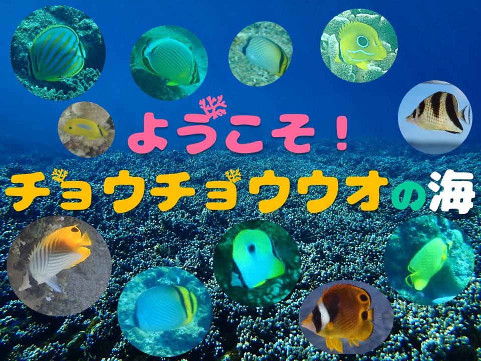 トピックス水槽「チョウチョウウオの海」展示中♪（10/4まで）