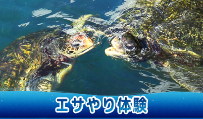 ウミガメパークと海中展望塔テラスでエサやり体験実施中です♪