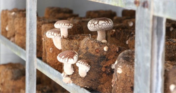 奥出雲椎茸株式会社様のブランド椎茸『雲太-1号』栽培の様子